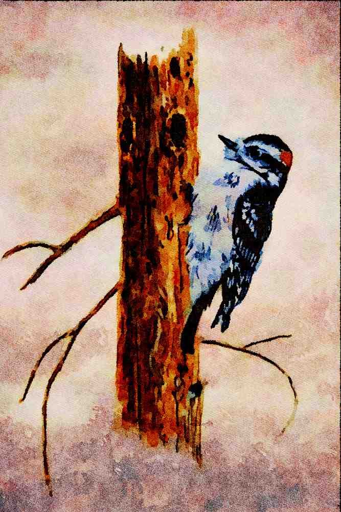 591087 Downy Woodpecker A4 Limited Edition Watercolour Print