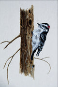 591087 Downy Woodpecker A4 Photo Print
