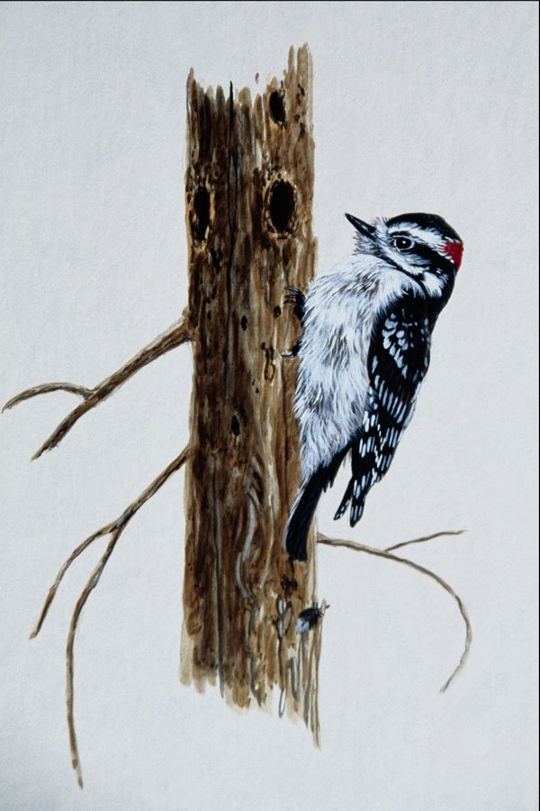 591087 Downy Woodpecker A4 Photo Print