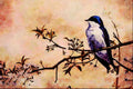 591088 Tree Swallow A4 Limited Edition Watercolour Print