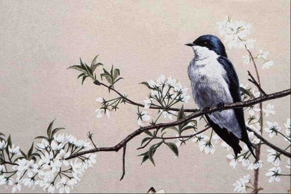 591088 Tree Swallow A4 Photo Print