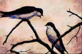 591089 Tree Swallows A4 Limited Edition Watercolour Print