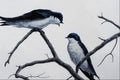 591089 Tree Swallows A4 Photo Print