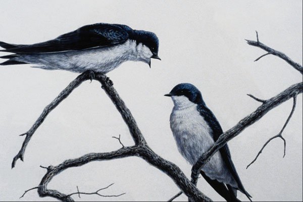 591089 Tree Swallows A4 Photo Print