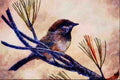 591090 Boreal Chickadee A4 Limited Edition Watercolour Print
