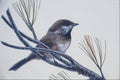 591090 Boreal Chickadee A4 Photo Print