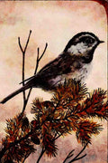 591091 Mountain Chickadee A4 Limited Edition Watercolour Print