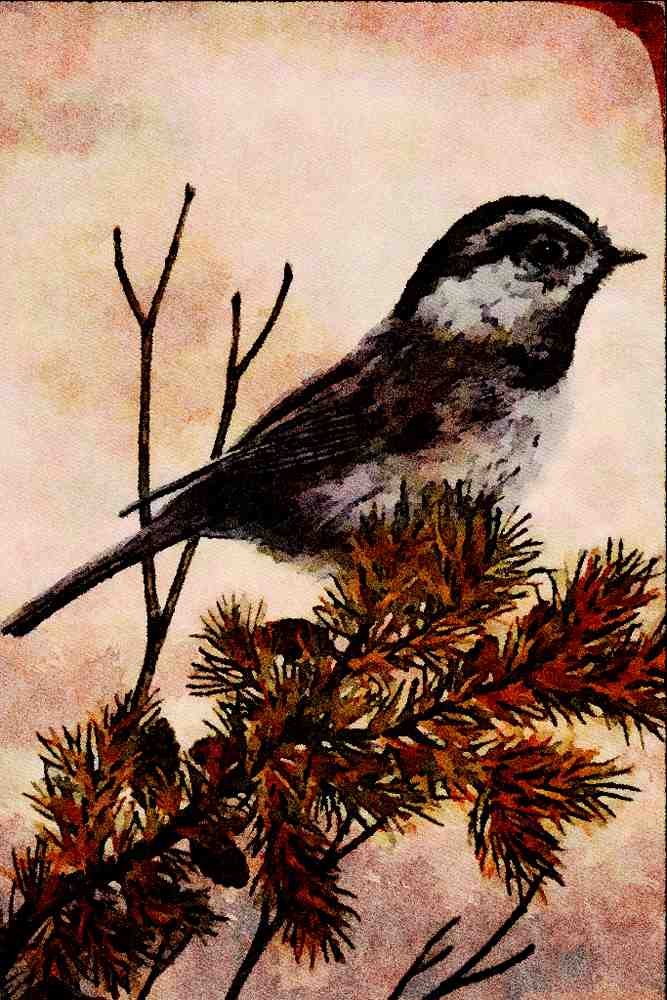 591091 Mountain Chickadee A4 Limited Edition Watercolour Print