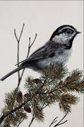 591091 Mountain Chickadee A4 Photo Print