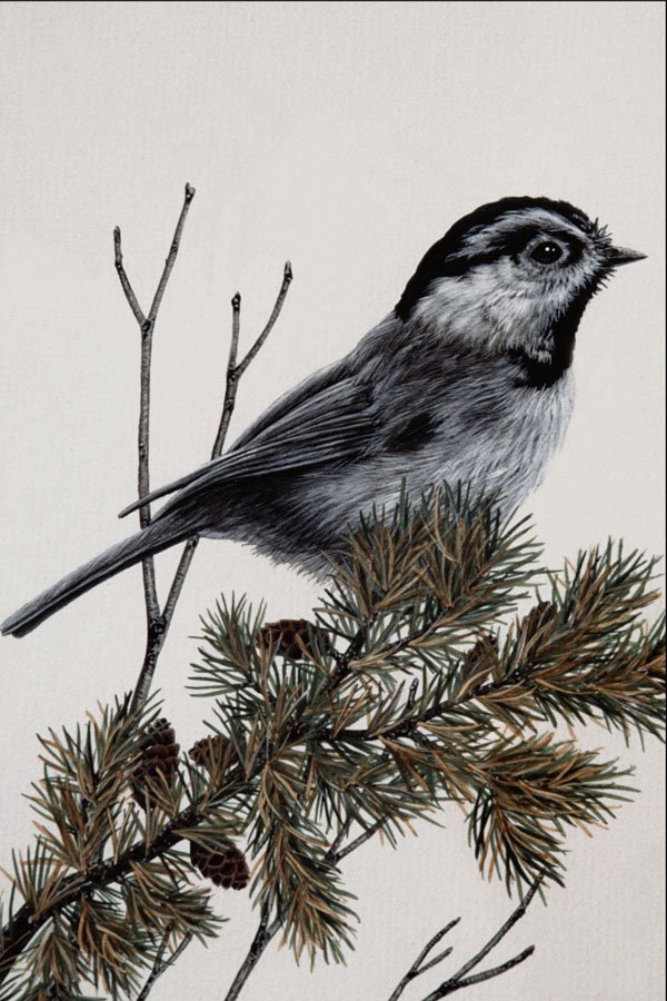 591091 Mountain Chickadee A4 Photo Print