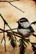 591092 Mountain Chickadee A4 Limited Edition Watercolour Print
