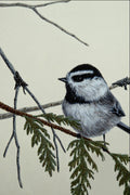 591092 Mountain Chickadee A4 Photo Print