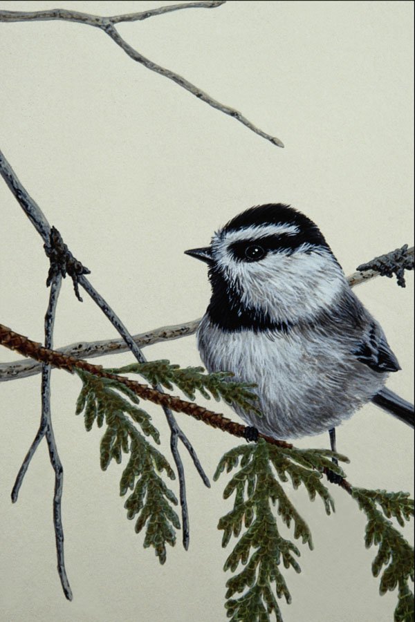 591092 Mountain Chickadee A4 Photo Print
