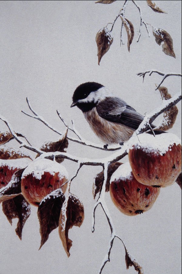 591093 Black capped Chickadee A4 Photo Print