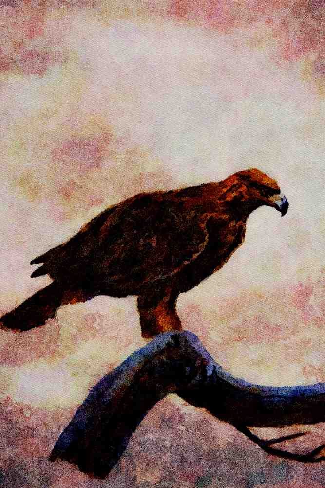 591094 Golden Eagle A4 Limited Edition Watercolour Print