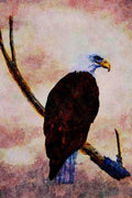 591095 Bald Eagle A4 Limited Edition Watercolour Print