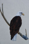 591095 Bald Eagle A4 Photo Print