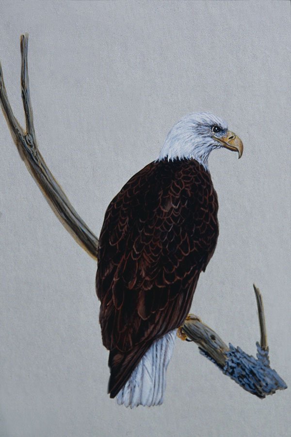 591095 Bald Eagle A4 Photo Print