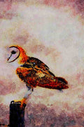 591096 Barn Owl A4 Limited Edition Watercolour Print