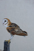 591096 Barn Owl A4 Photo Print