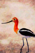 591097 American Avocet A4 Limited Edition Watercolour Print