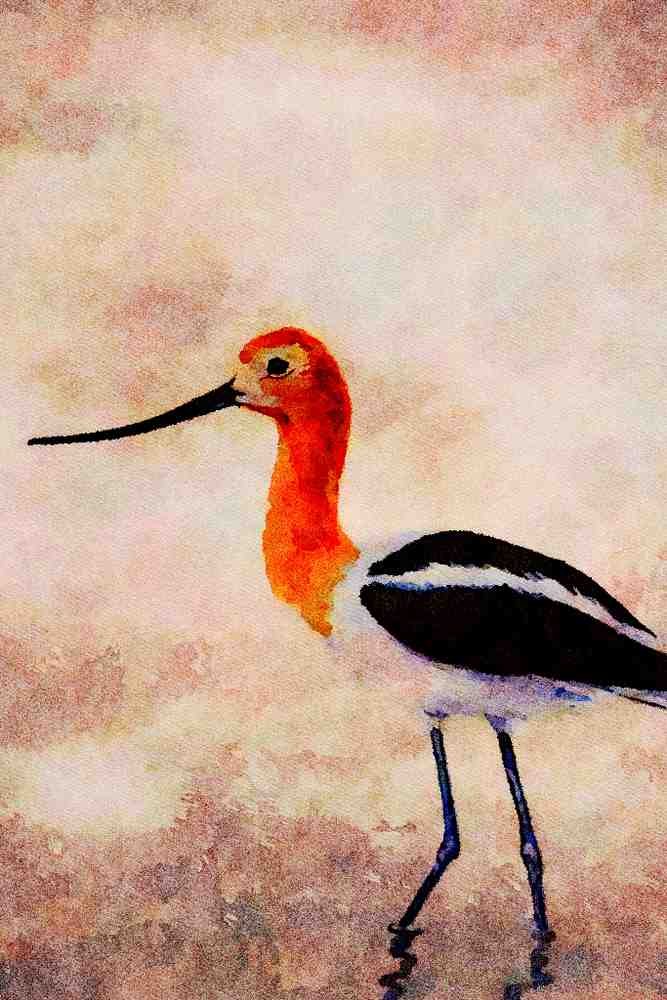 591097 American Avocet A4 Limited Edition Watercolour Print