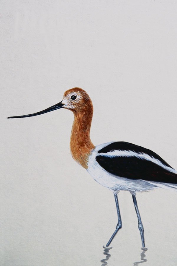 591097 American Avocet A4 Photo Print
