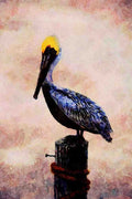 591098 Brown Pelican A4 Limited Edition Watercolour Print