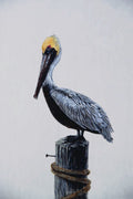 591098 Brown Pelican A4 Photo Print