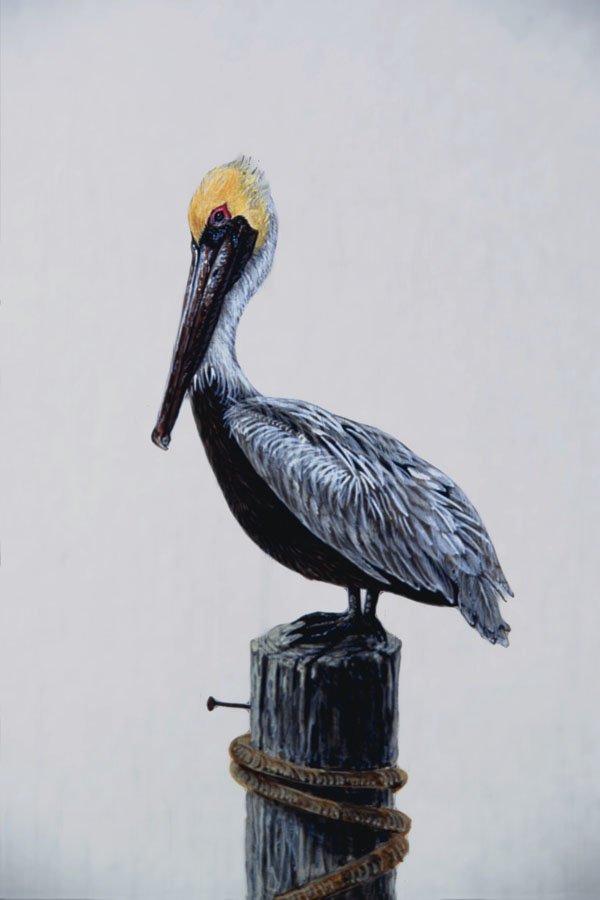 591098 Brown Pelican A4 Photo Print