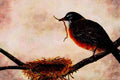 591099 American Robin Building A Nest A4 Limited Edition Watercolour Print