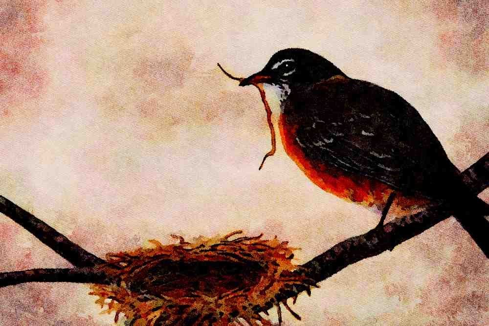 591099 American Robin Building A Nest A4 Limited Edition Watercolour Print