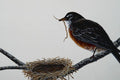 591099 American Robin Building A Nest A4 Photo Print