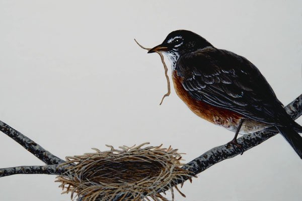 591099 American Robin Building A Nest A4 Photo Print