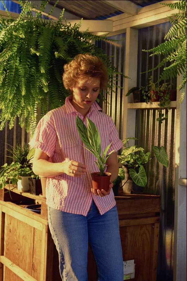 592011 Woman Working In Greenhouse A4 Photo Print