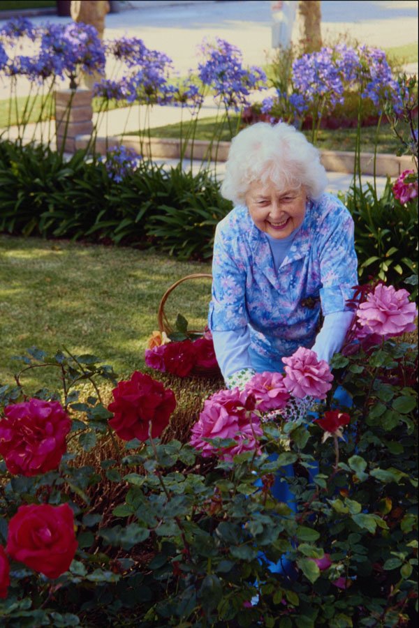 592043 Woman Picking Roses In Garden A4 Photo Print