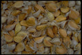 593010 Garlic A4 Photo Print