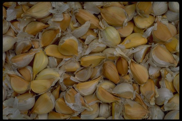 593010 Garlic A4 Photo Print
