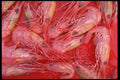 593012 Prawns Of British Columbia, Canada A4 Photo Print