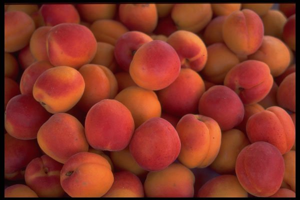 593014 Pile Of Peaches A4 Photo Print