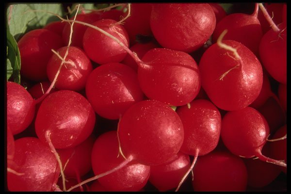 593015 Radishes A4 Photo Print
