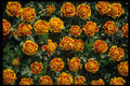 593016 Flowers A4 Photo Print
