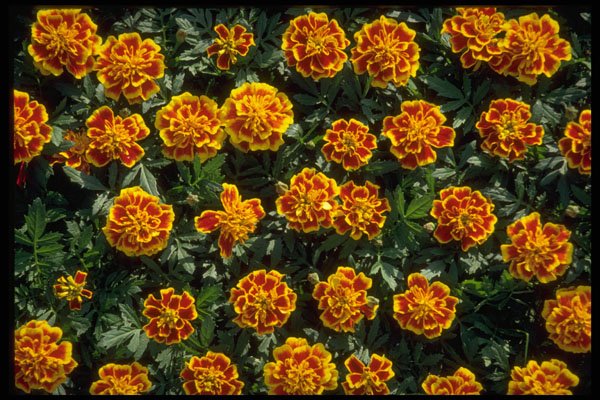 593016 Flowers A4 Photo Print