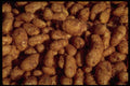 593017 Potatoes A4 Photo Print