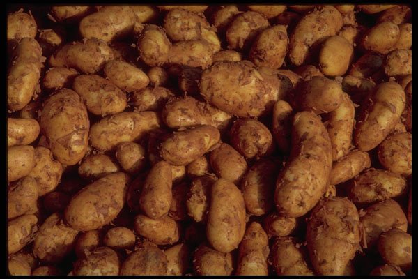 593017 Potatoes A4 Photo Print