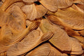 593030 Silver Maple Seeds A4 Photo Print