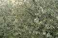 593031 Apple Blossoms A4 Photo Print