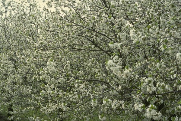 593031 Apple Blossoms A4 Photo Print
