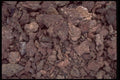 593050 Petrified Pieces A4 Photo Print