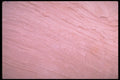 593051 Sedimental A4 Photo Print